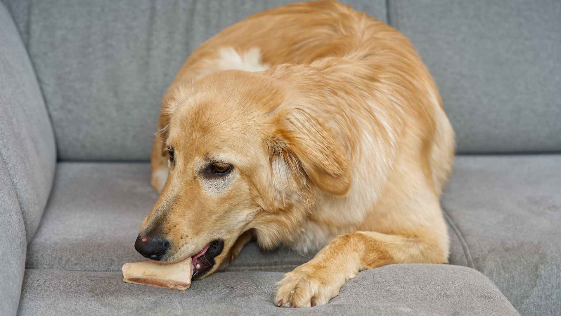 riesgos hueso triturado cocinado perros